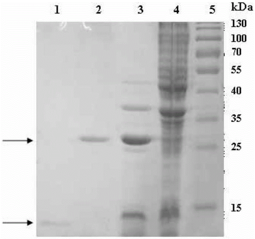 Engineering strain producing anti-fungal protein genes and application