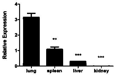 Application of MARCO in screening blue ear disease resistant pigs