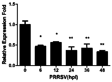 Application of MARCO in screening blue ear disease resistant pigs