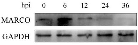 Application of MARCO in screening blue ear disease resistant pigs