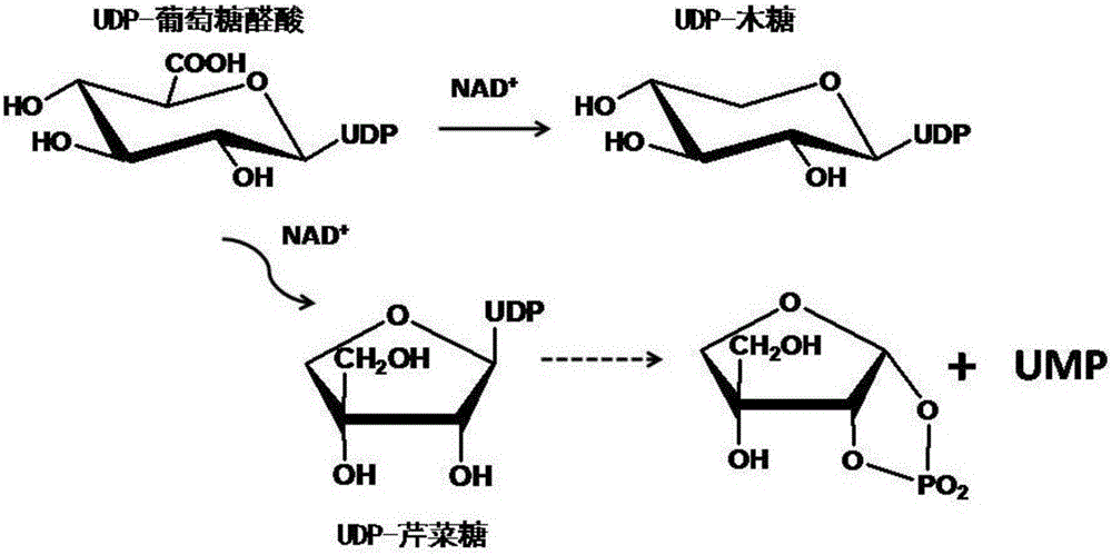 Uridine-5'-diphosphate apiose/xylose synthetic enzyme from ornithogalum caudatum, nucleotide sequence and application thereof