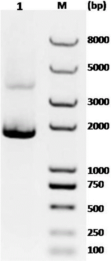 Uridine-5'-diphosphate apiose/xylose synthetic enzyme from ornithogalum caudatum, nucleotide sequence and application thereof