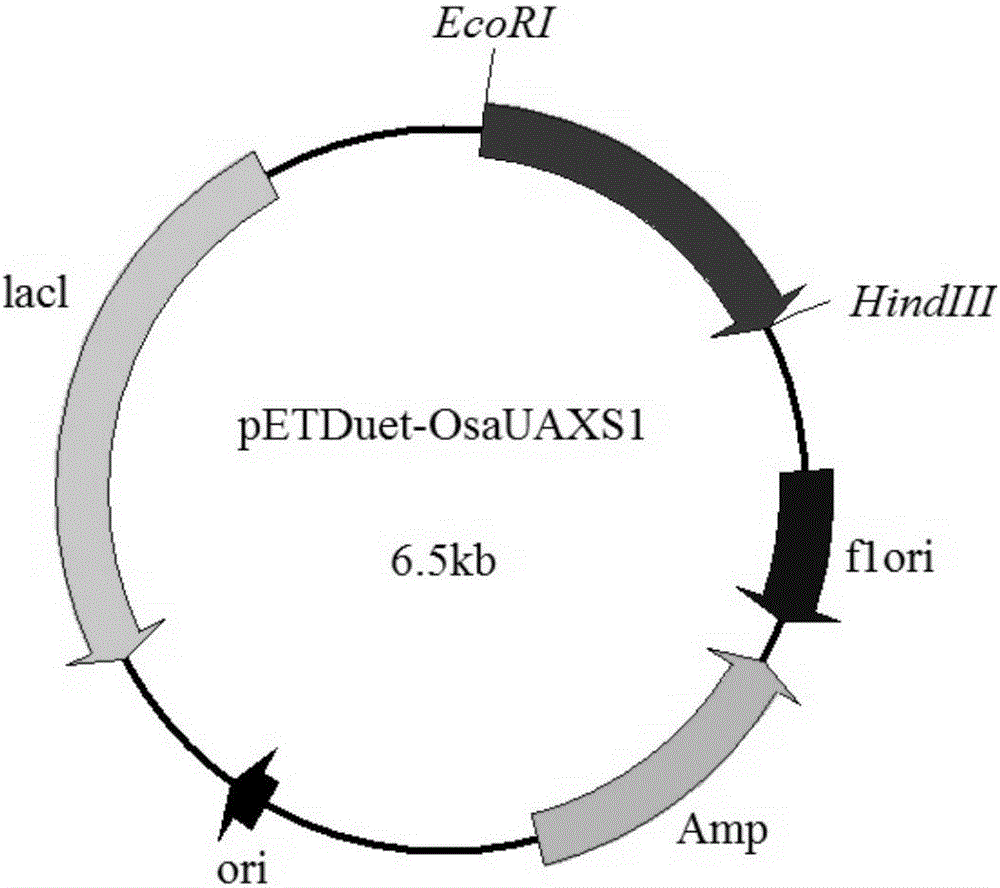 Uridine-5'-diphosphate apiose/xylose synthetic enzyme from ornithogalum caudatum, nucleotide sequence and application thereof