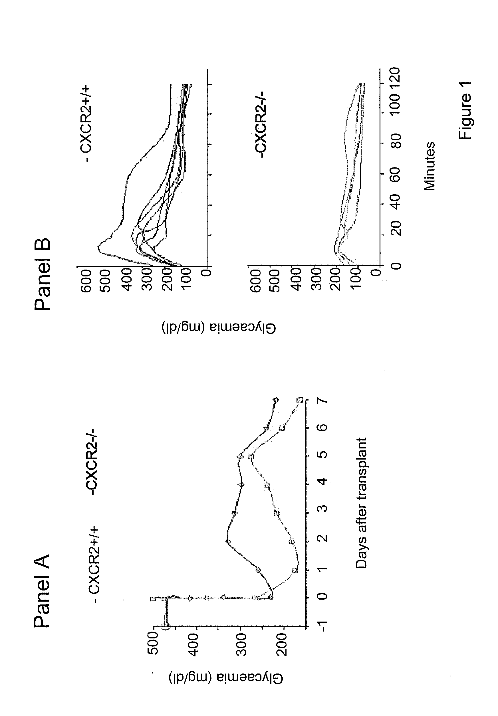 Inhibitors of cxcr1/2 as adjuvants in the transplant of pancreatic islets