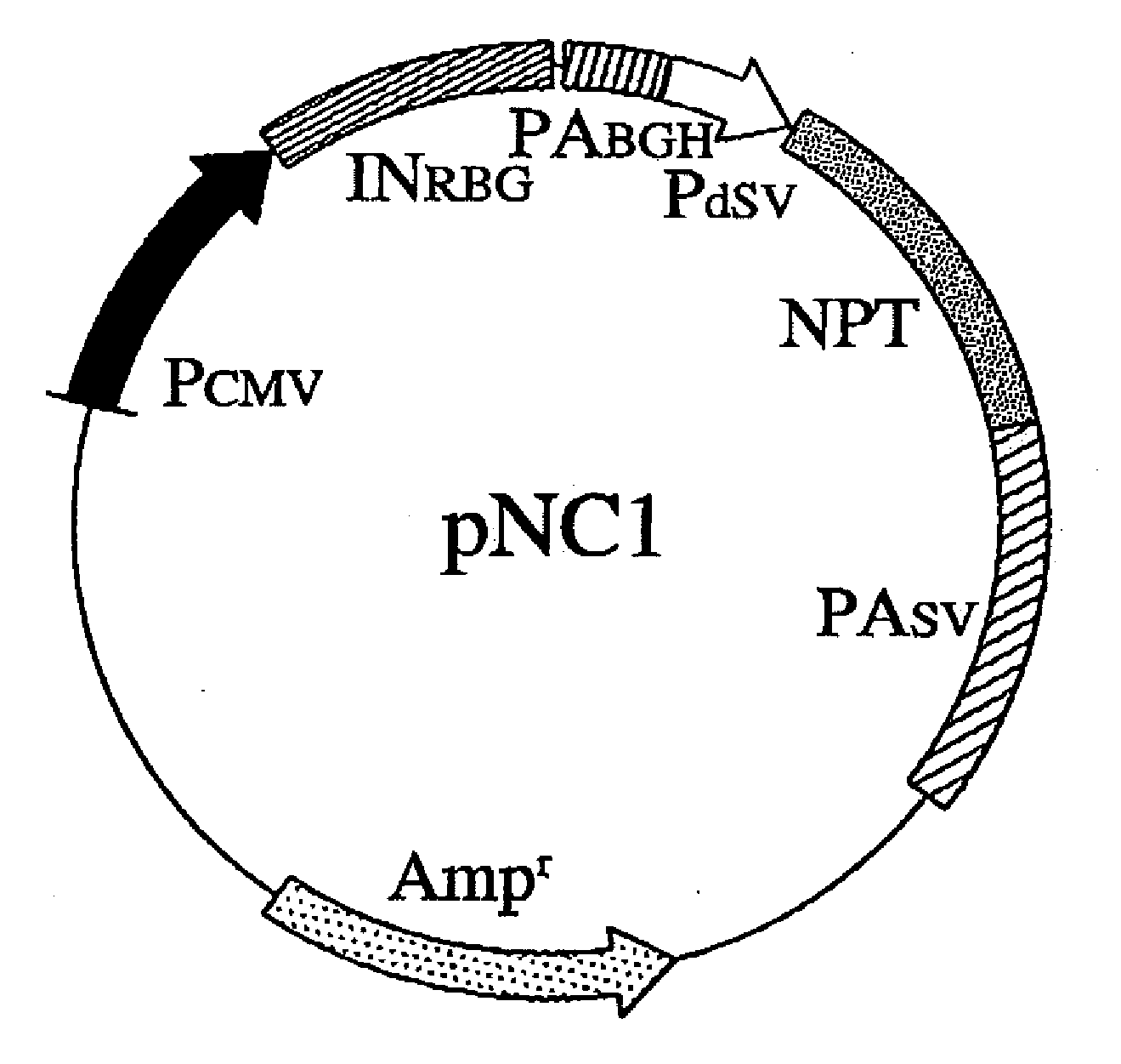 Expression vector for mass production of foreign gene-derived protein using animal cell and use thereof