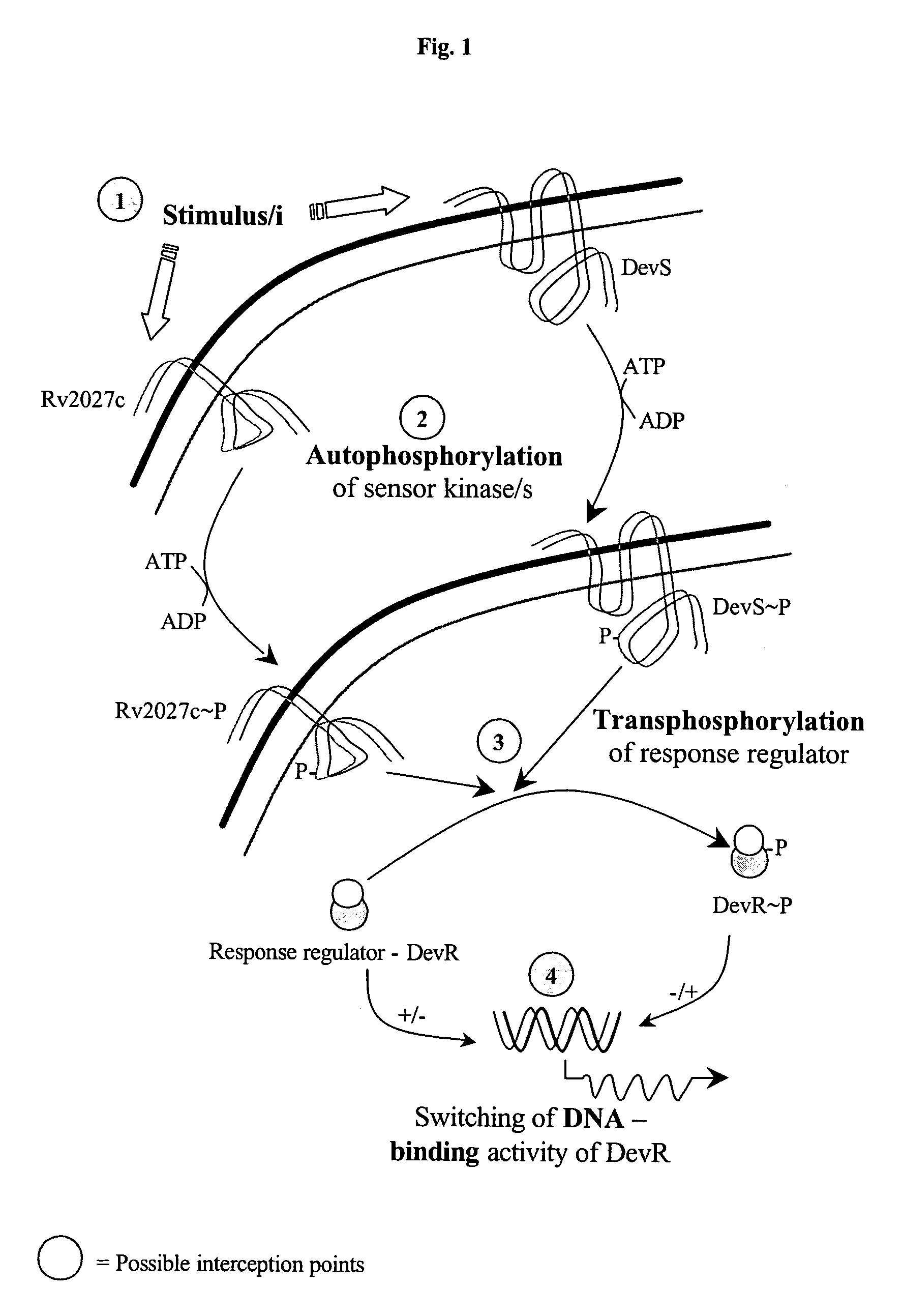 Screening method for developing drugs against pathogenic microbes having two-component system