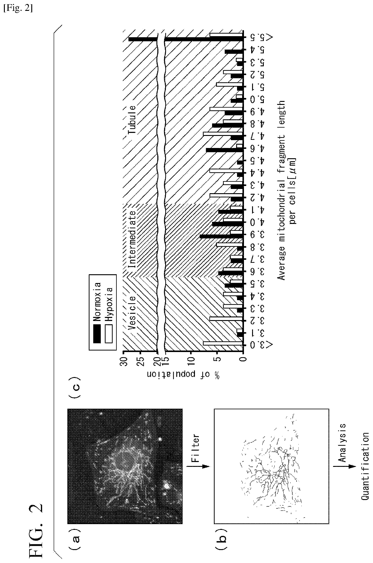 Drp1-FILAMIN COMPLEX FORMATION INHIBITORS