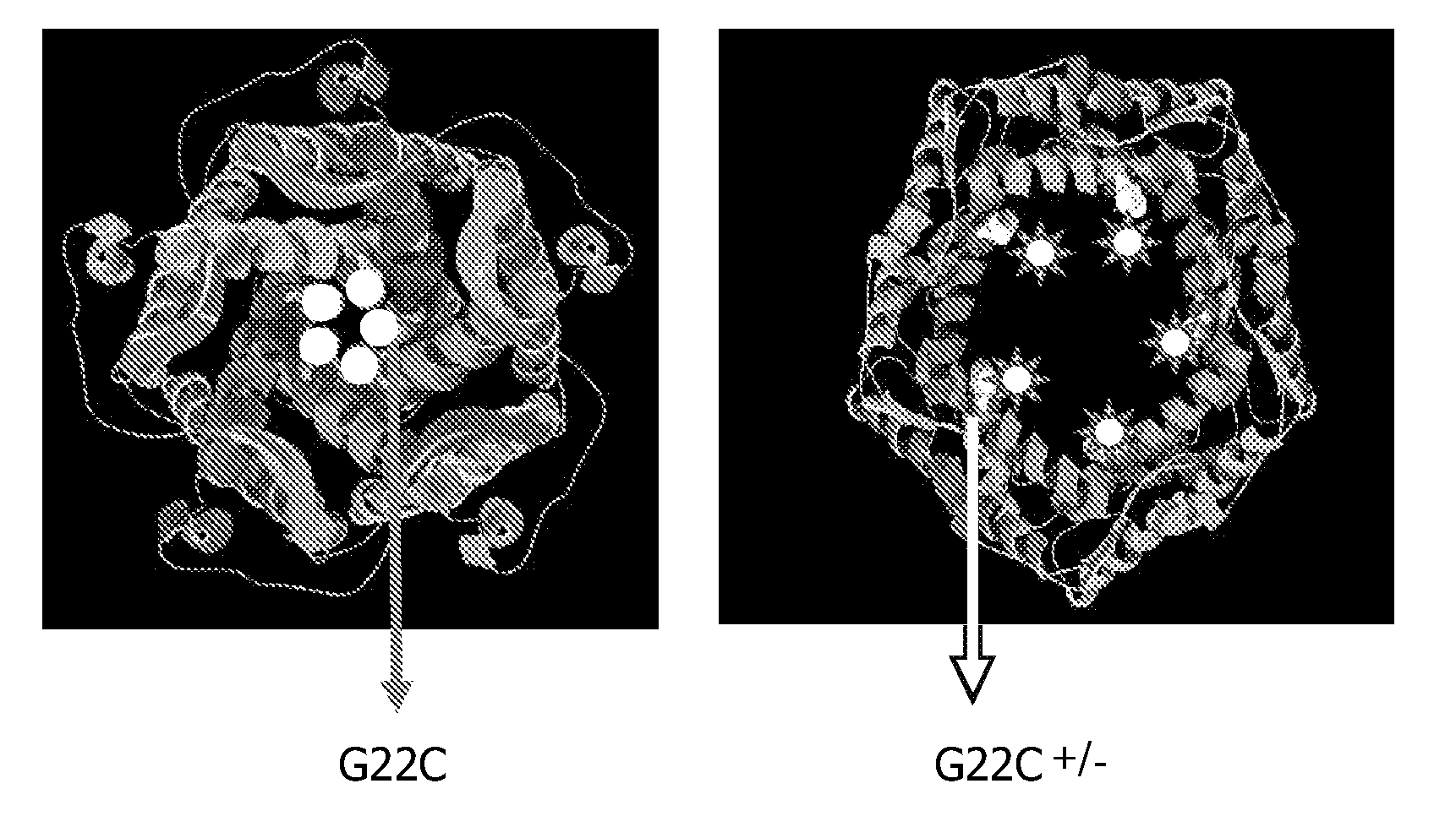 Azide modified proteins