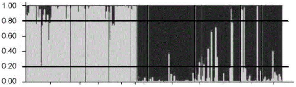 A method for identifying natural heterozygotes in kiwifruit