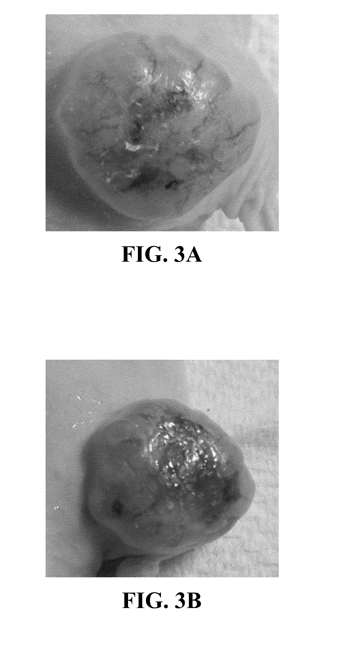 Pharmaceutical compositions comprising perillyl alcohol derivatives