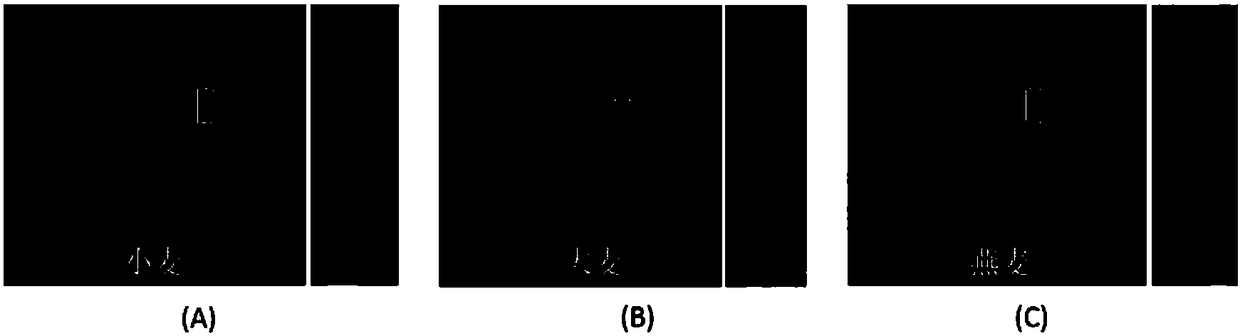 Duplex RT-PCR method for synchronous detection of WDV (wheat dwarf virus) and WYSV (wheat yellow striate virus)