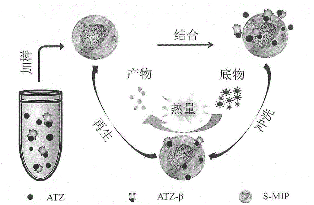 Calorimetric bionic competitive detection method for detecting pesticide Atrazine residue