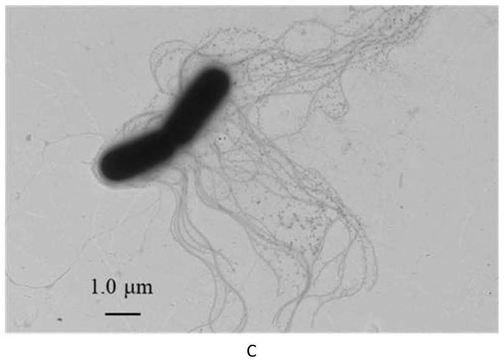 Microbial composition for synergistically degrading cyanophenyl herbicides and microbial agent produced from microbial composition