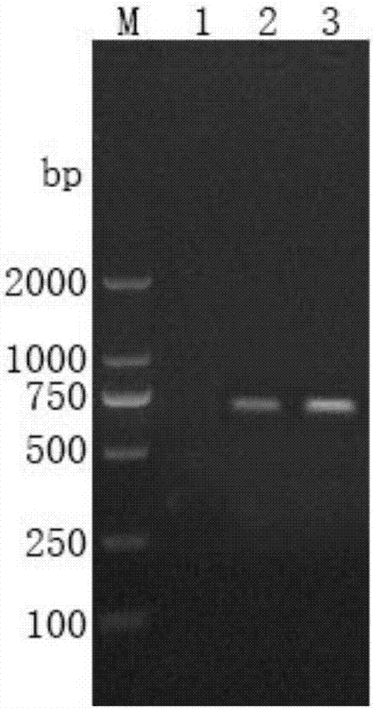 RT-PCR (reverse transcription-polymerase chain reaction) detection kit for spring viremia of carp virus as well as detection method