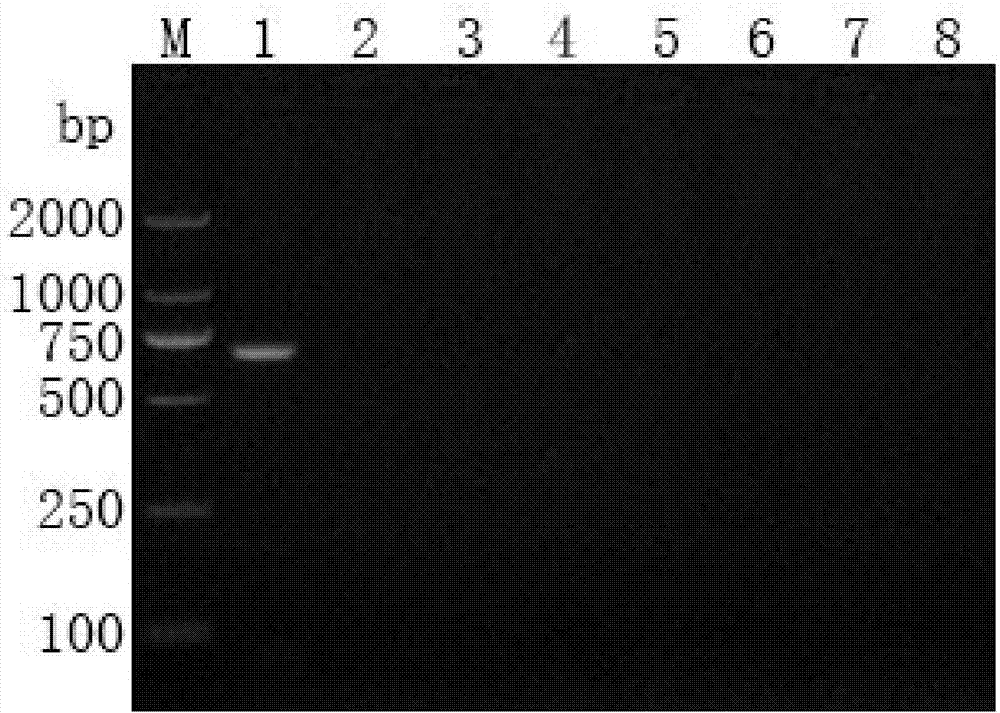 RT-PCR (reverse transcription-polymerase chain reaction) detection kit for spring viremia of carp virus as well as detection method