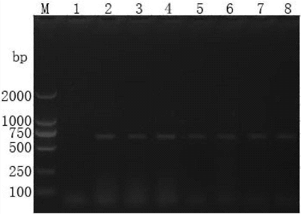 RT-PCR (reverse transcription-polymerase chain reaction) detection kit for spring viremia of carp virus as well as detection method