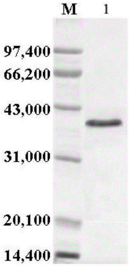 A strain for producing medium and low temperature β-mannanase and its application