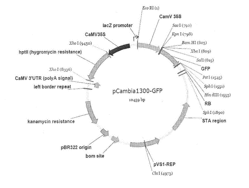 MYB (Myeloblastosis) gene PeMYB103 (Petal Epidermis Myeloblastosis 103) related to Euramerican populus anther development and RNAi (Ribose Nucleic Acid interfere) vector thereof