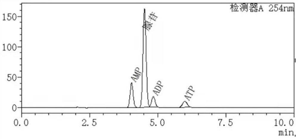 AMP phosphotransferase mutant, coding gene thereof and application of AMP phosphotransferase mutant in ATP synthesis