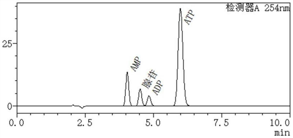 AMP phosphotransferase mutant, coding gene thereof and application of AMP phosphotransferase mutant in ATP synthesis