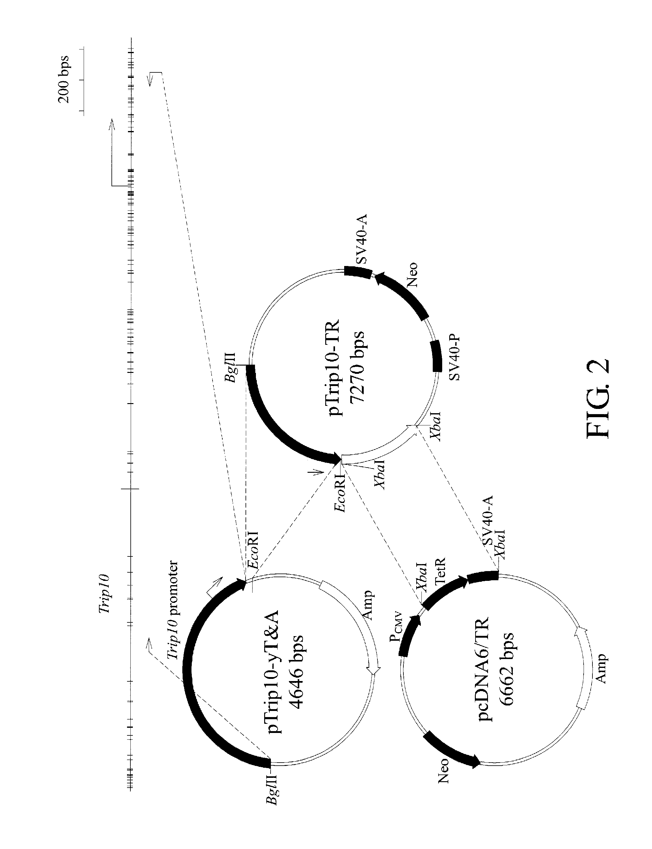 Three-component gene expression reporting system for mammalian cells and applications of the same