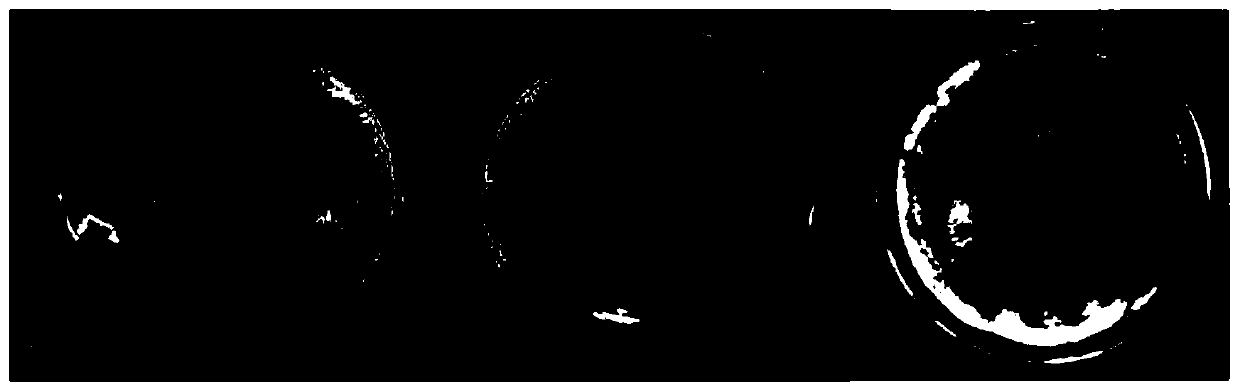 Streptomyces variabilis, bacterial agent thereof, and preparing method and application of bacterial agent