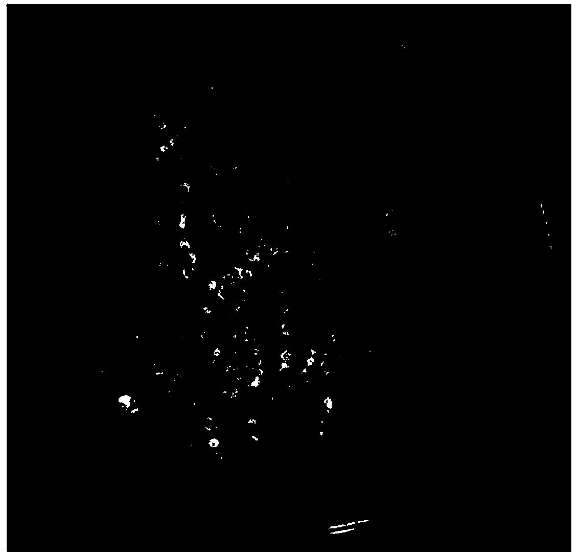 Streptomyces variabilis, bacterial agent thereof, and preparing method and application of bacterial agent