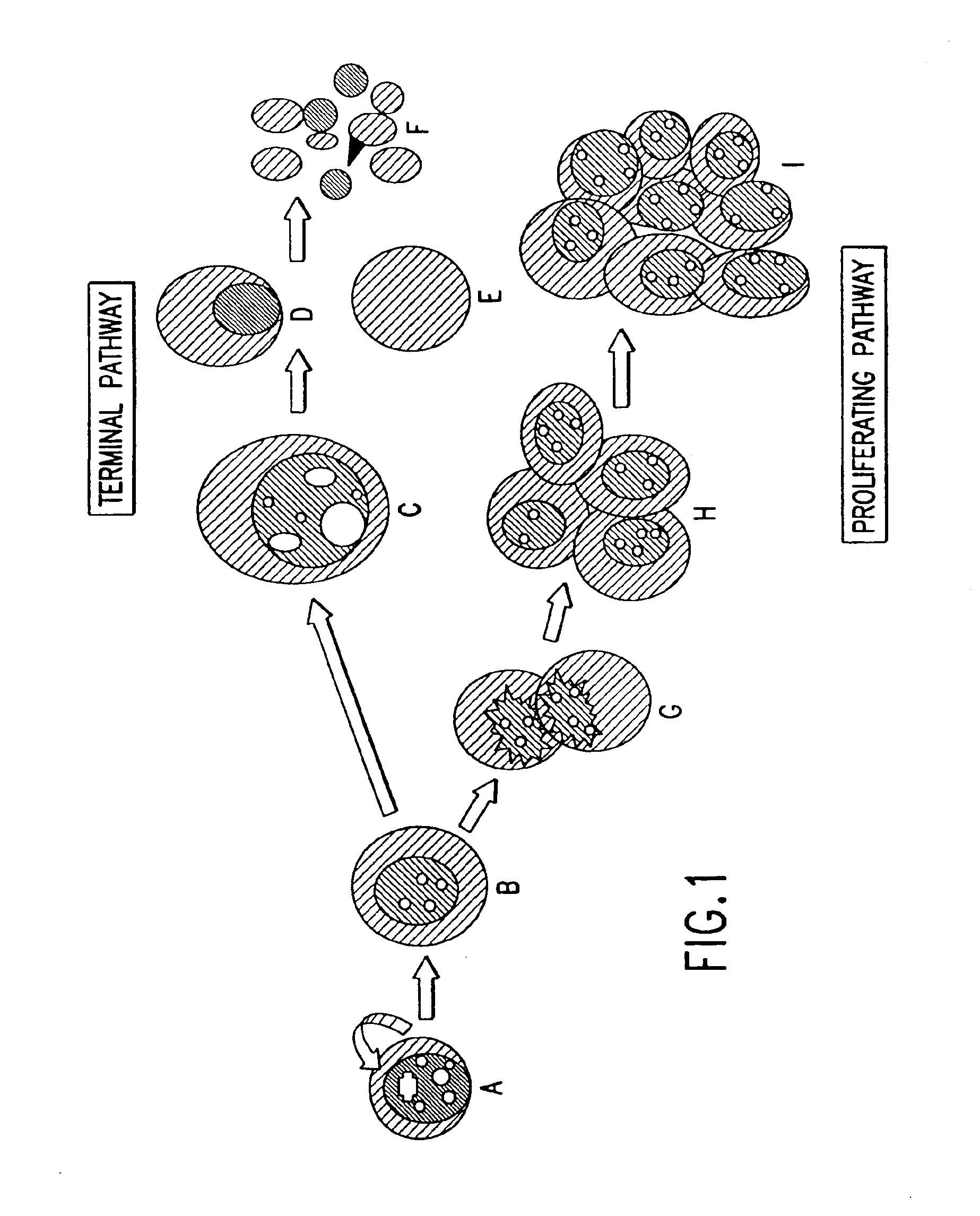 Class characterization of circulating cancer cells isolated from body fluids and methods of use