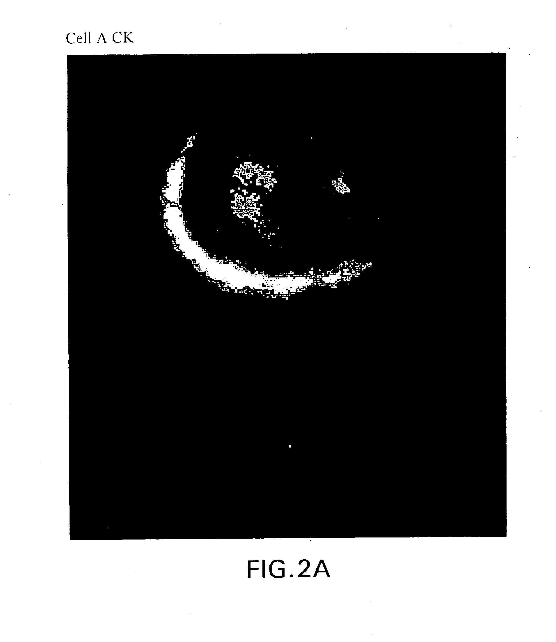 Class characterization of circulating cancer cells isolated from body fluids and methods of use