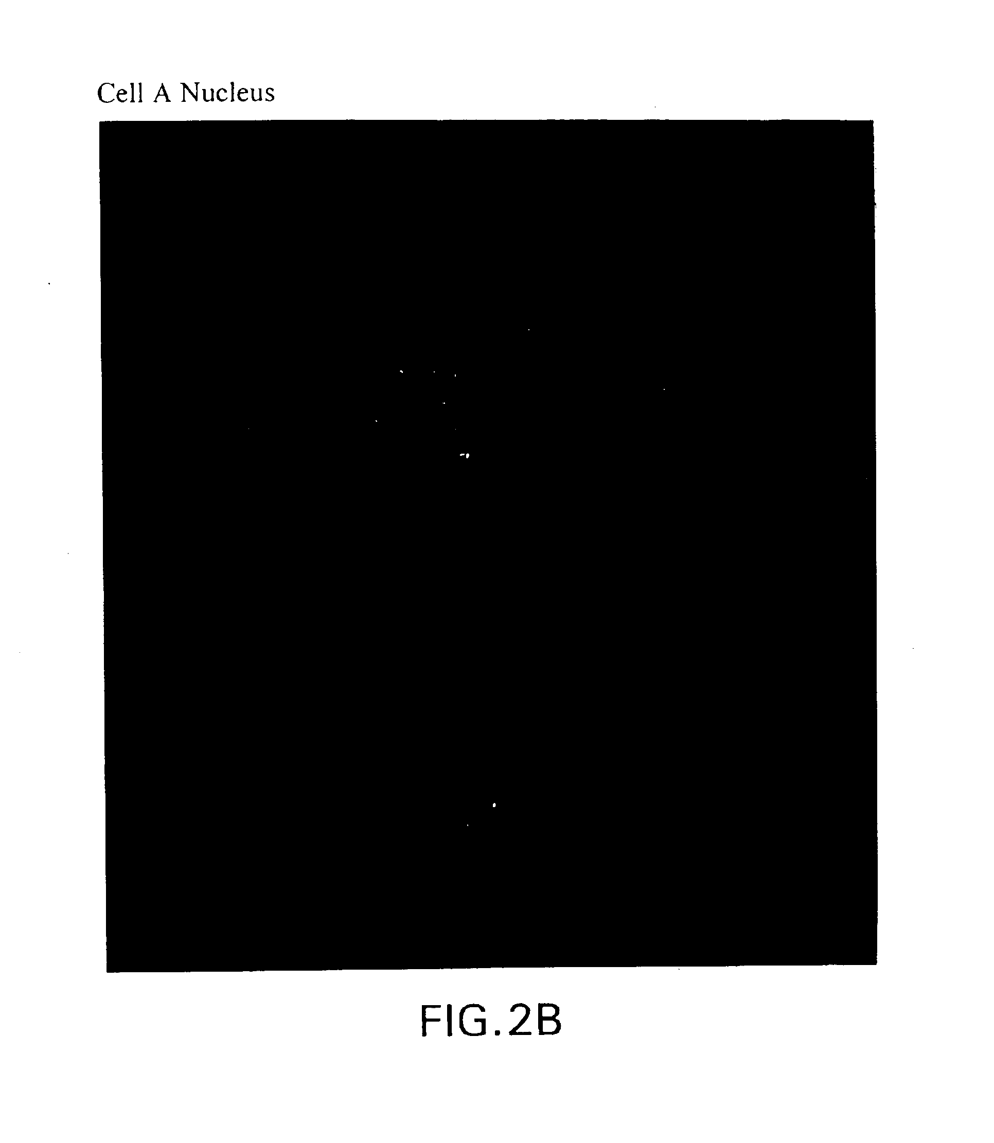 Class characterization of circulating cancer cells isolated from body fluids and methods of use