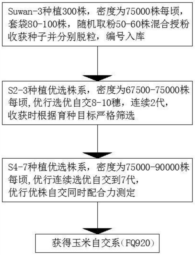 Breeding method of three-high one-excellent maize inbred line (FQ920)