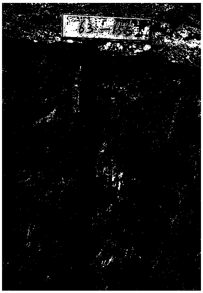 Collecting and manufacturing method of sandy soil 1m original-state whole-section specimen