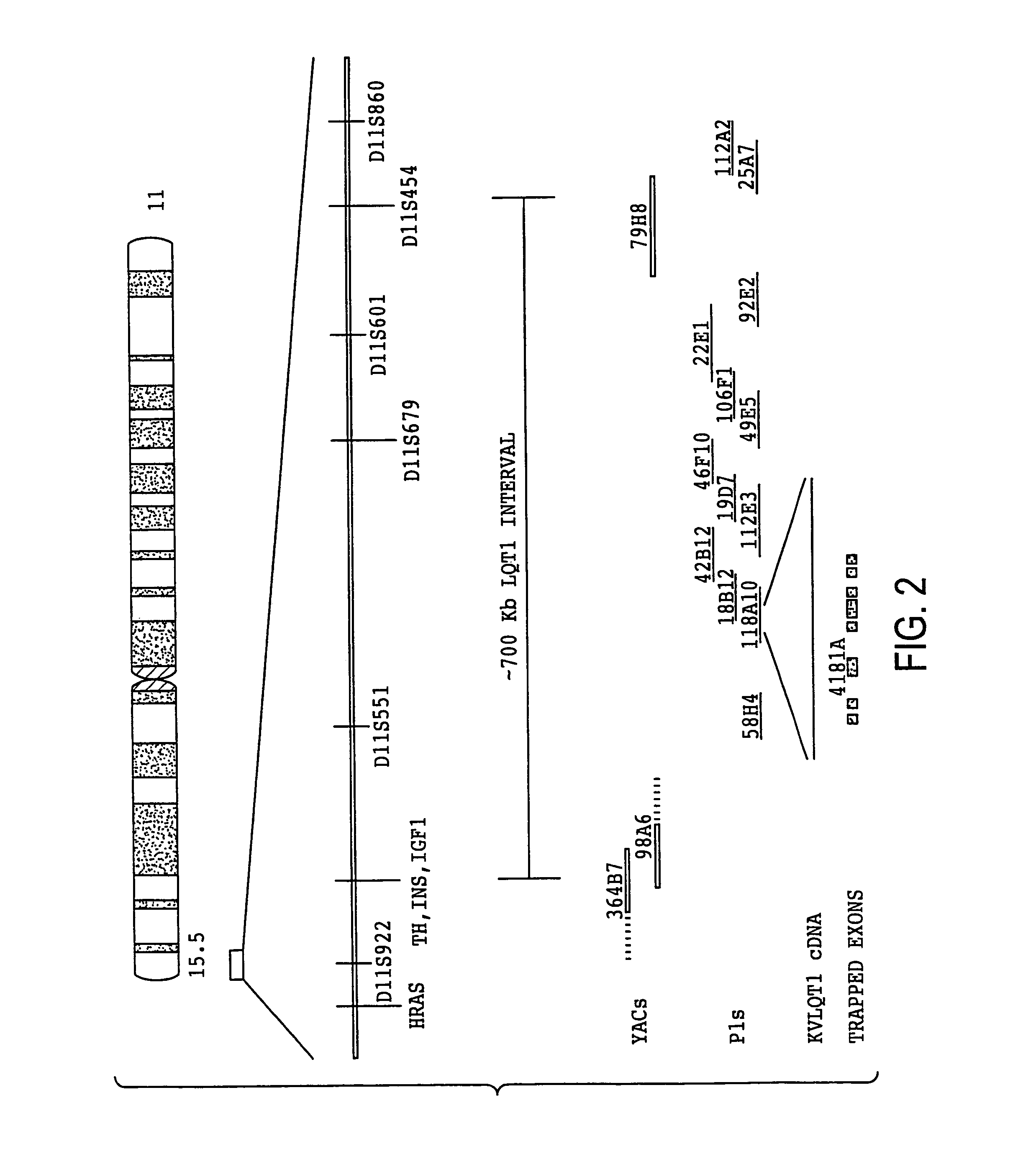 Mutations in the KCNE1 gene encoding human minK which cause arrhythmia susceptibility thereby establishing KCNE1 as an LQT gene