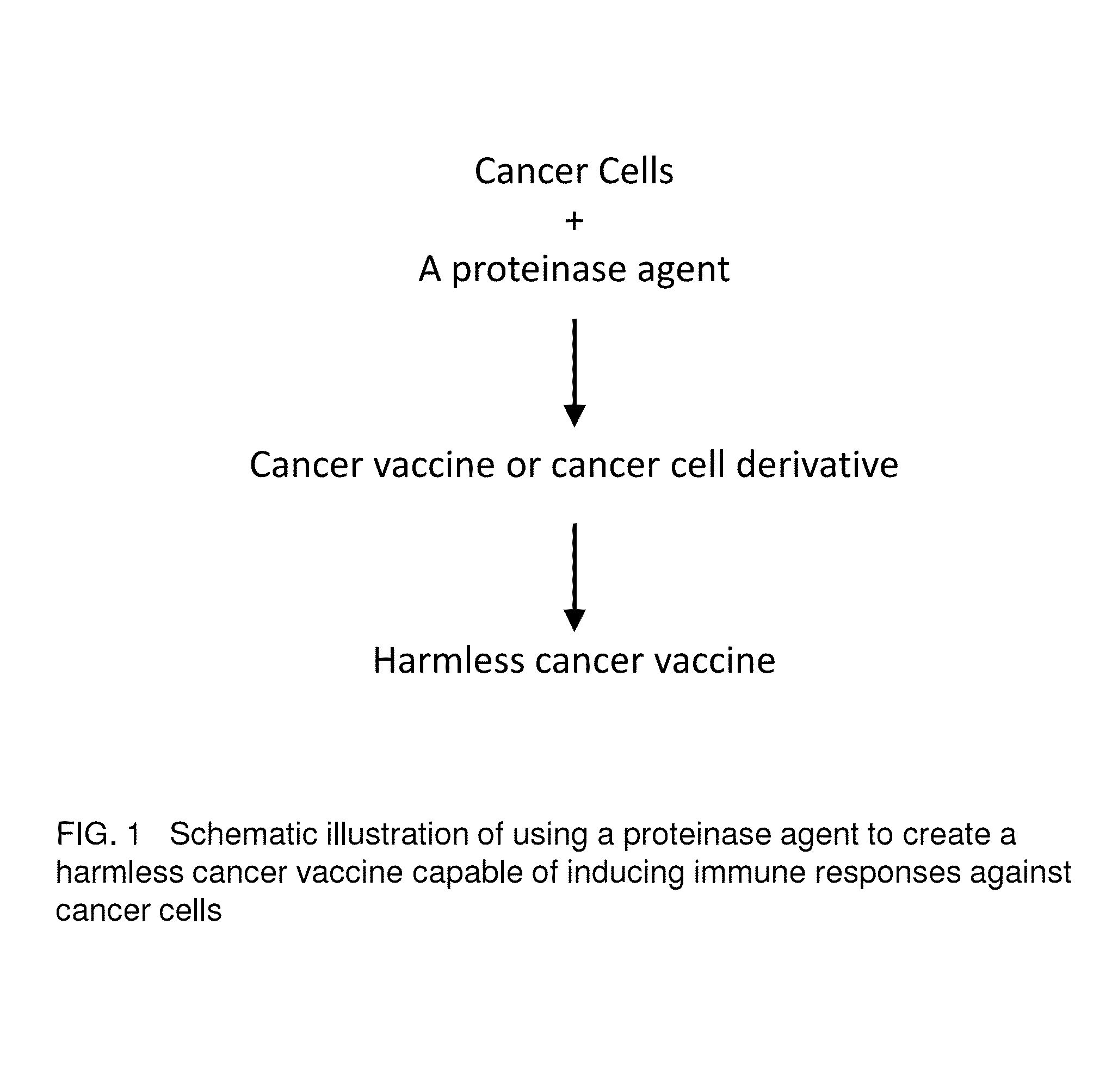 Proteinase-engineered Cancer Vaccine Induces Immune Responses to Prevent Cancer and to Systemically Kill Cancer Cells