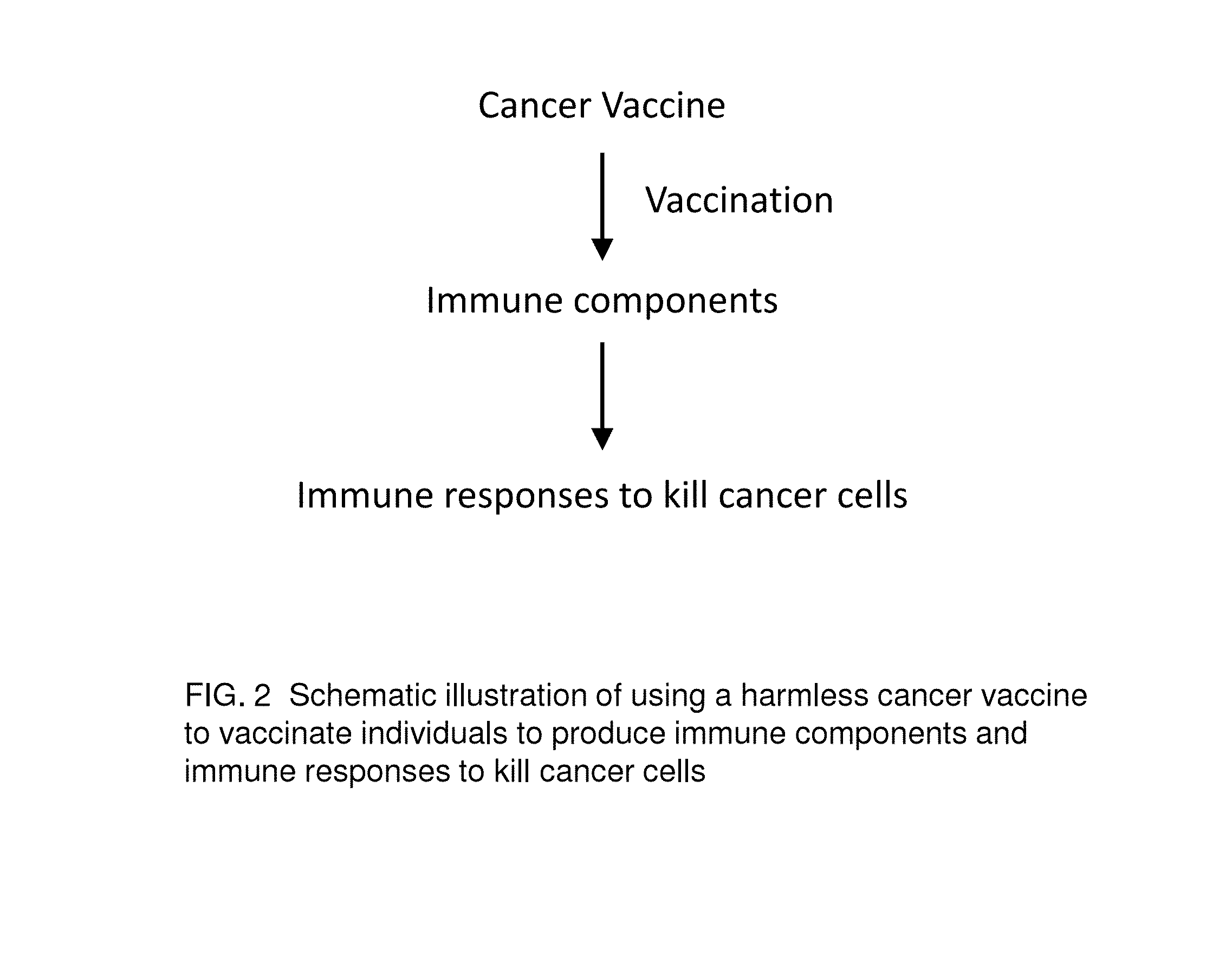 Proteinase-engineered Cancer Vaccine Induces Immune Responses to Prevent Cancer and to Systemically Kill Cancer Cells