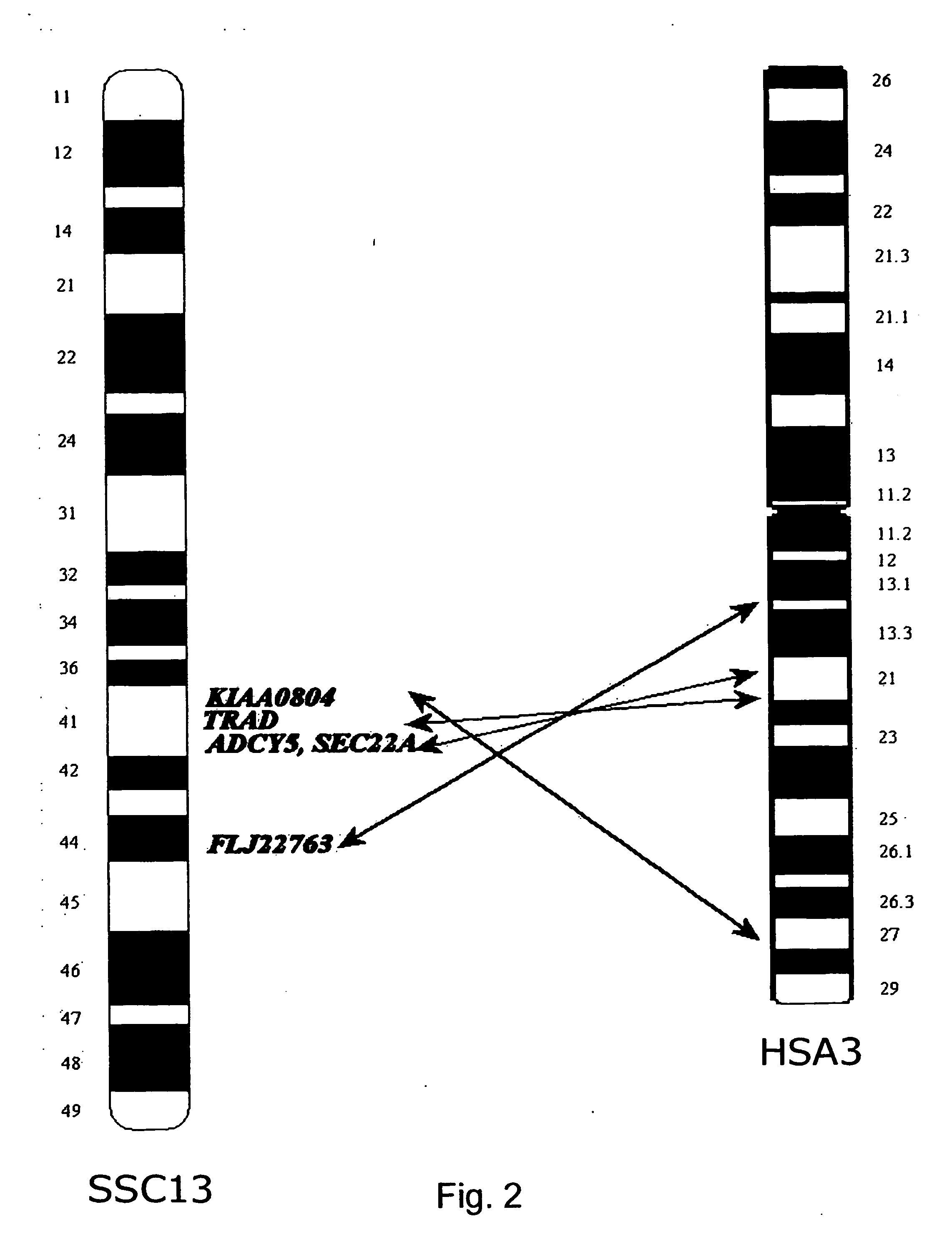 Porcine polymorphisms and methods for detecting them