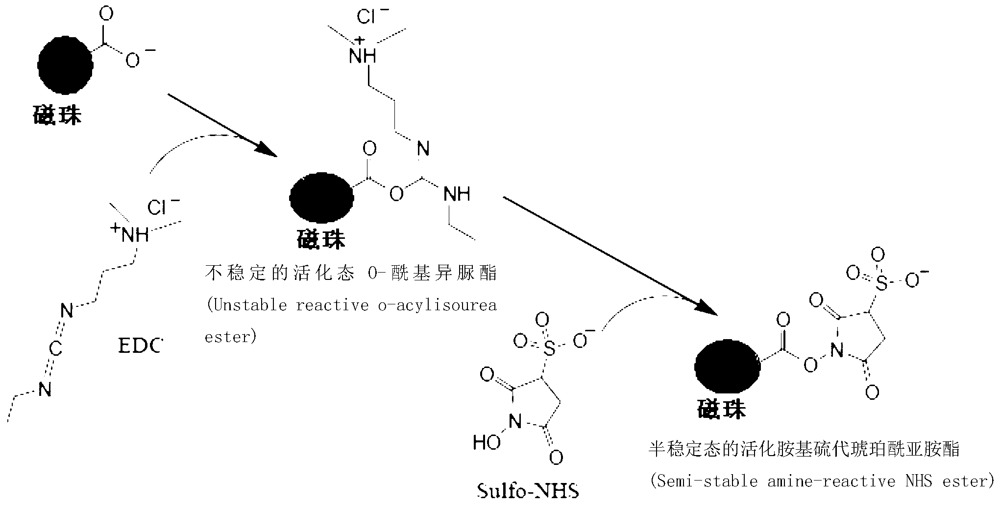 Protein covalent coupling method on surface of magnetic beads