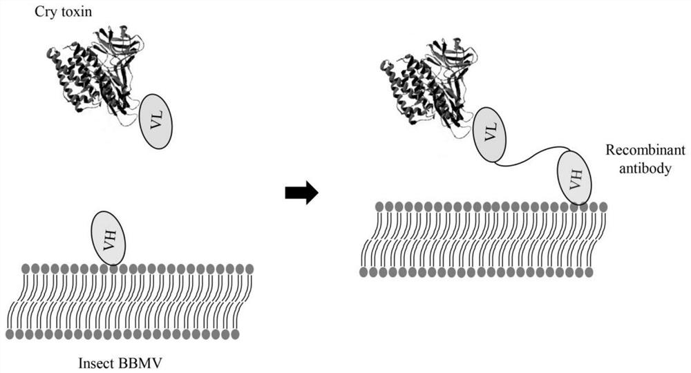 Single-domain antibody specifically bound with insect BBMV, recombinant antibody, coding gene, preparation method and application