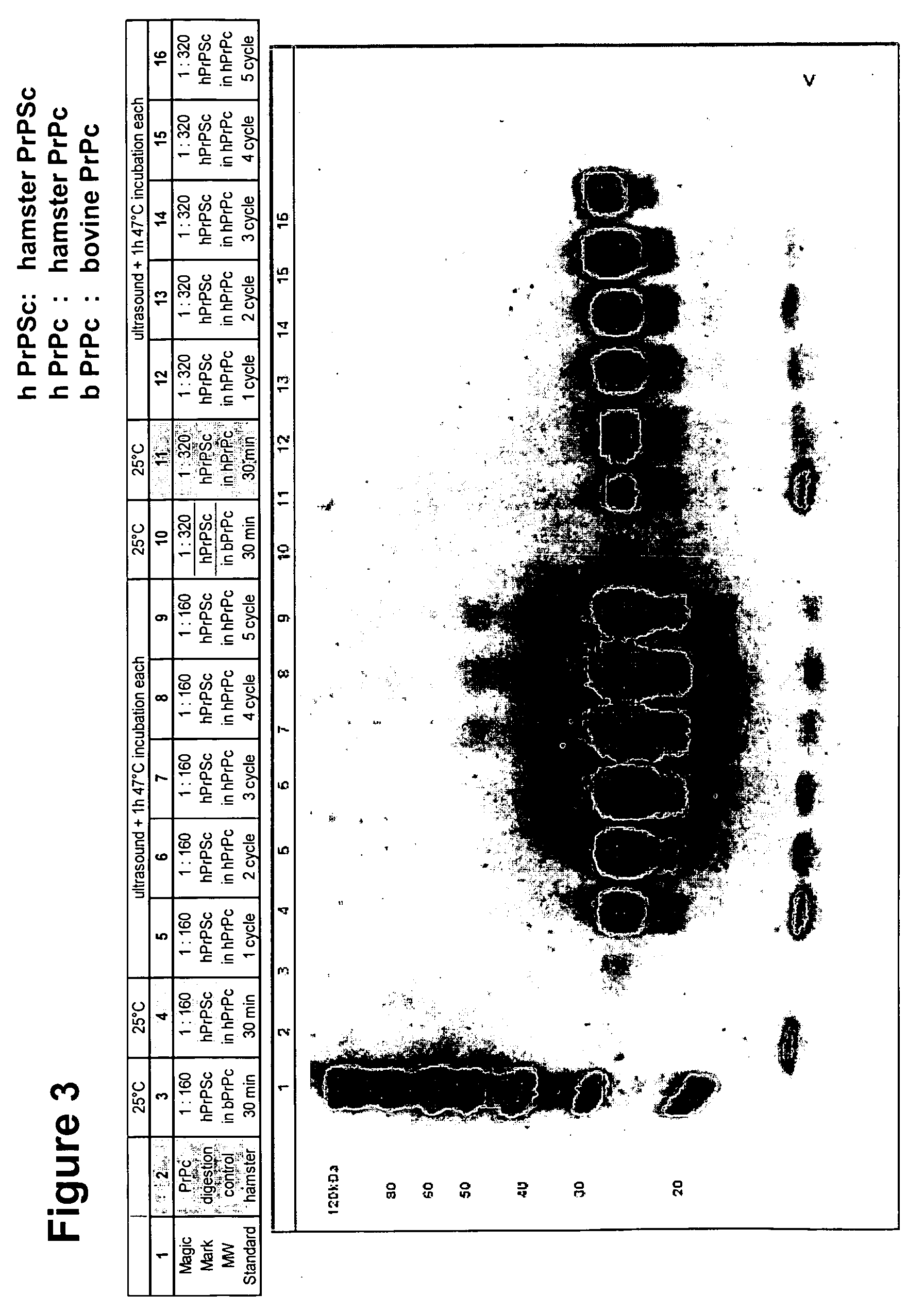 Detection of protease-resistant prion protein following a spontaneous transformation reaction