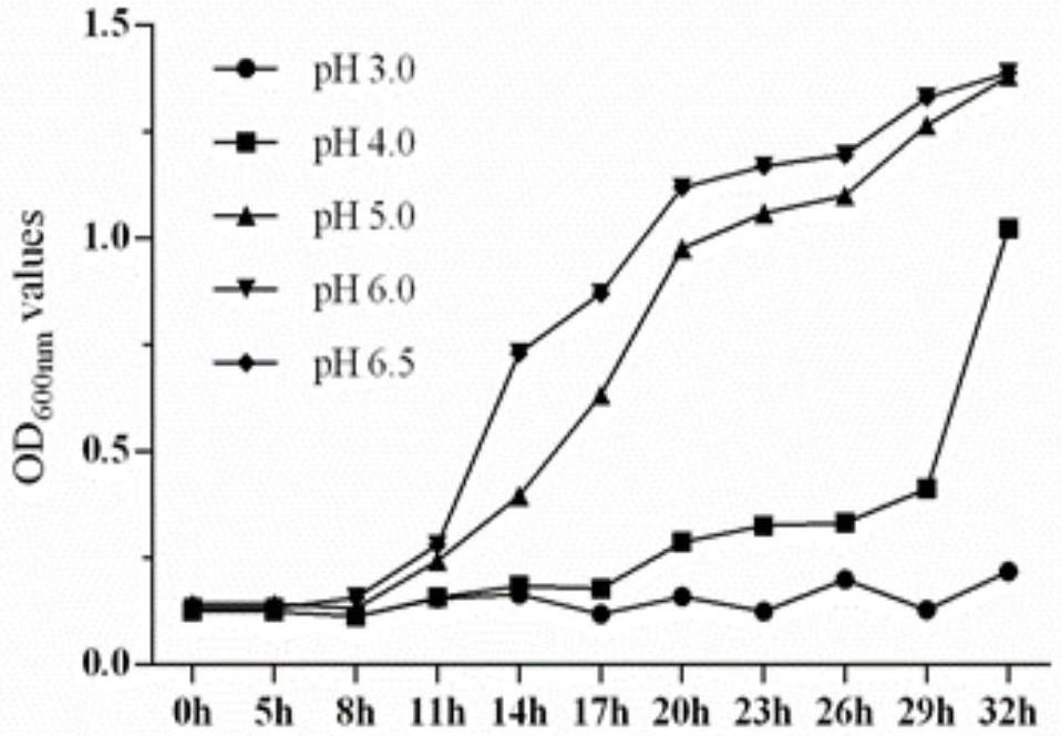 A cold-water fish probiotic Lactococcus lactis strain and its application