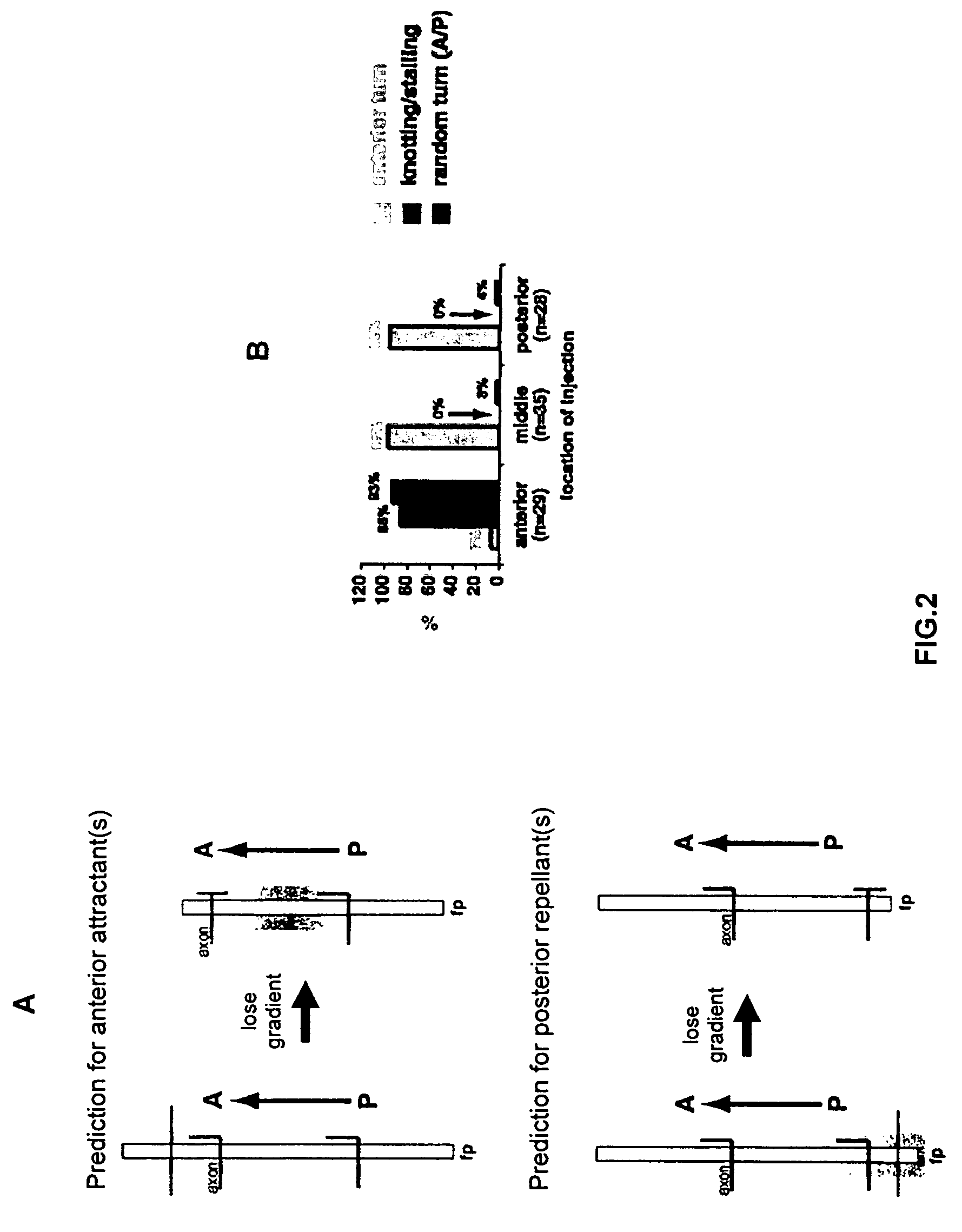 Methods and compositions for nerve regeneration