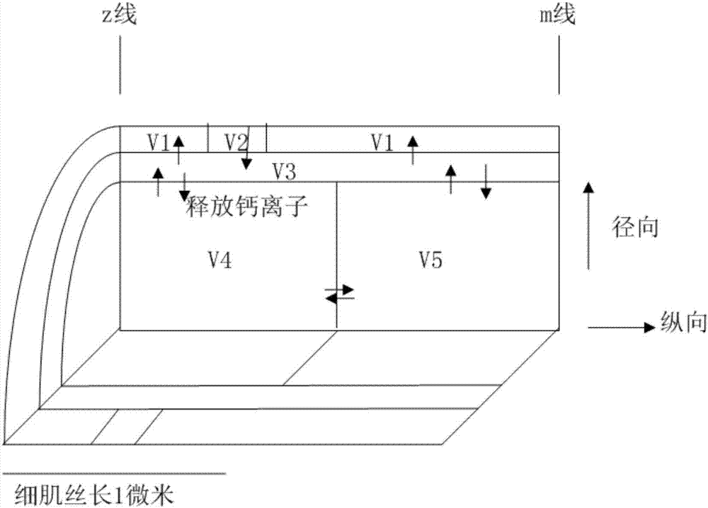 Modeling method of excitation and contraction processes of fast muscle fibers of skeletal muscle