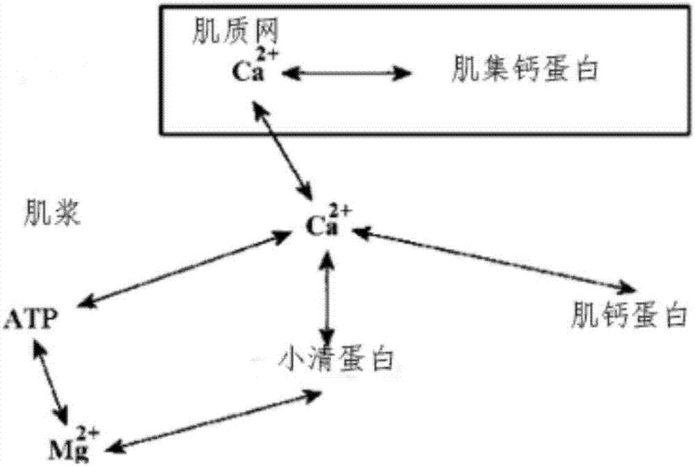 Modeling method of excitation and contraction processes of fast muscle fibers of skeletal muscle