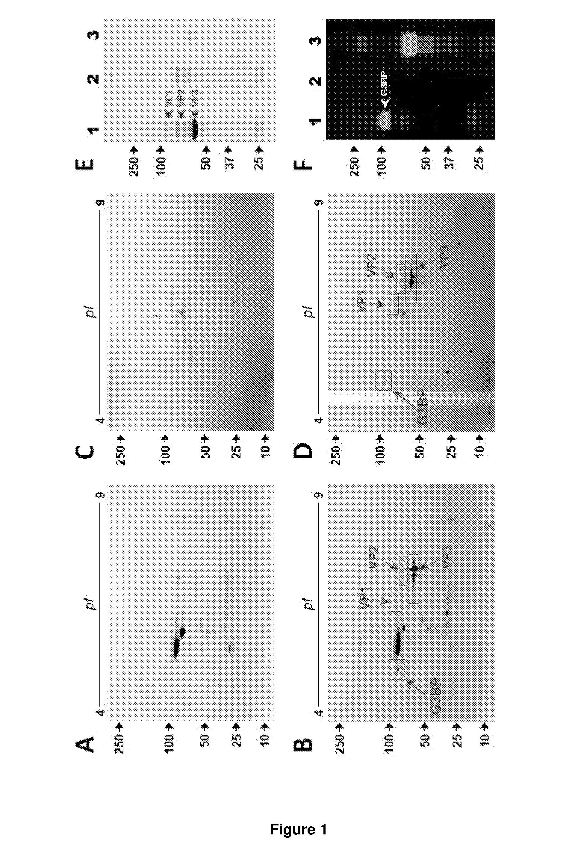 Methods of increasing efficiency of vector penetration of target tissue