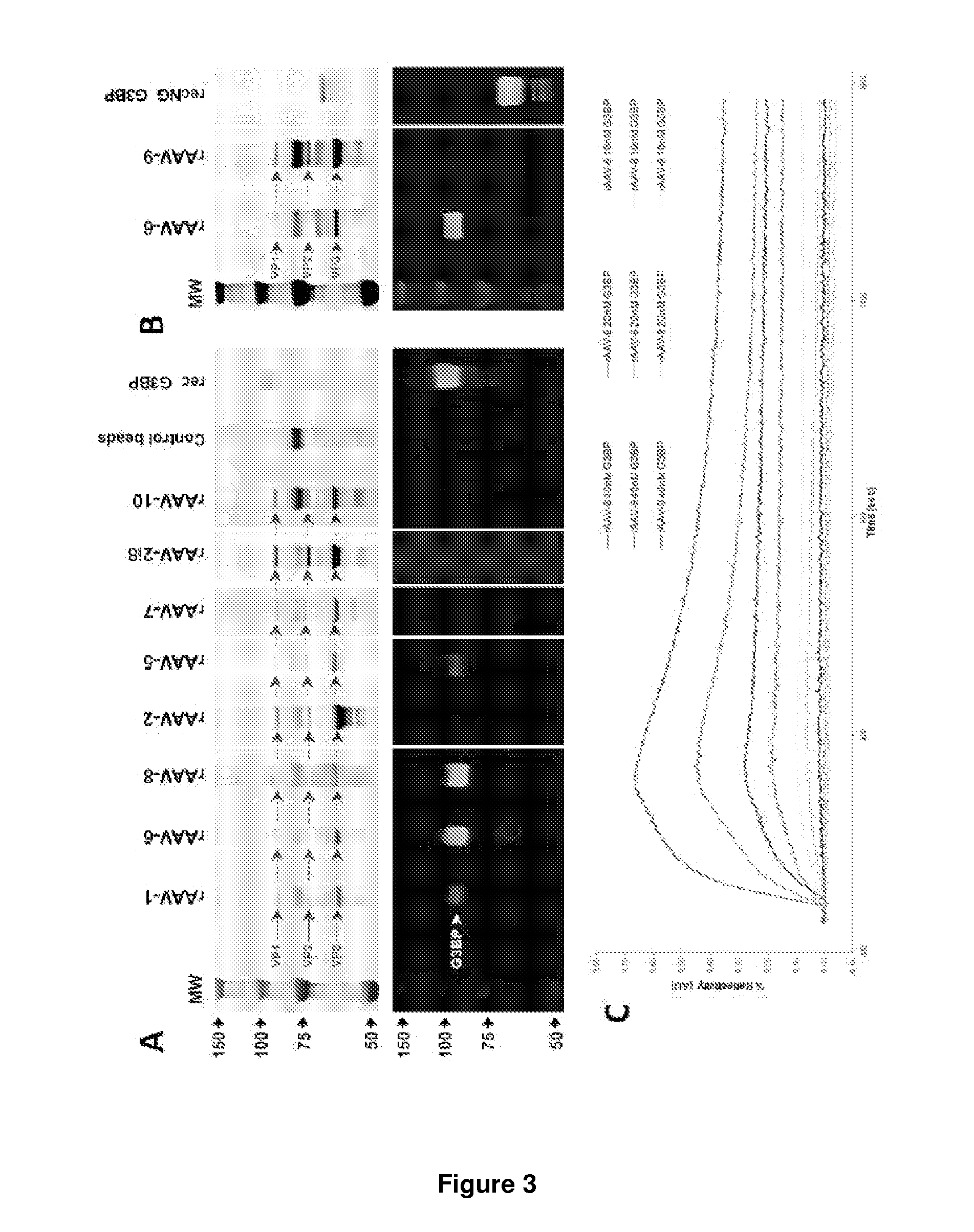 Methods of increasing efficiency of vector penetration of target tissue