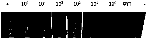 Visual nucleic acid detection method for canine distemper viruses