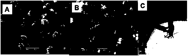 Ferricyanide composite electrode material preparation method and applications of ferricyanide composite electrode material in detection of hydrogen peroxide