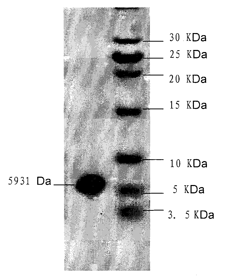 Ciona intestinalis polypeptide and preparation method thereof