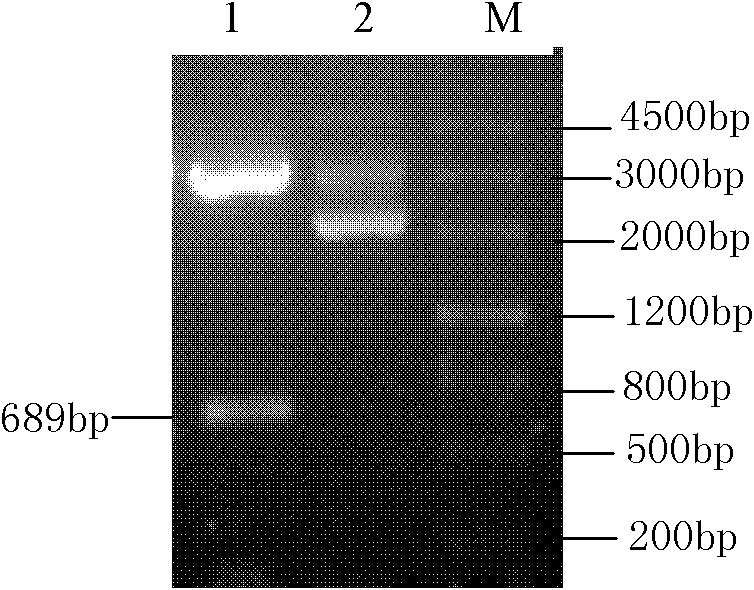 Application of LeEXP2 to improving efficiency of cellulase to degrade cellulosic materials