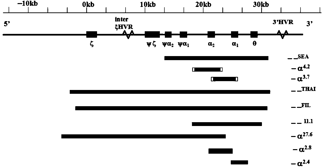 Primer set and kit for detecting rare deletion type thalassemia